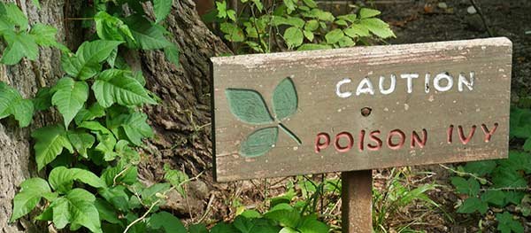Poison ivy warning posted in yard